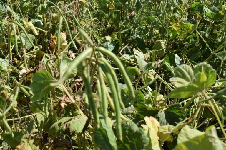 Salta palpita la 3ra Jornada Técnica y Comercial de Legumbres secas