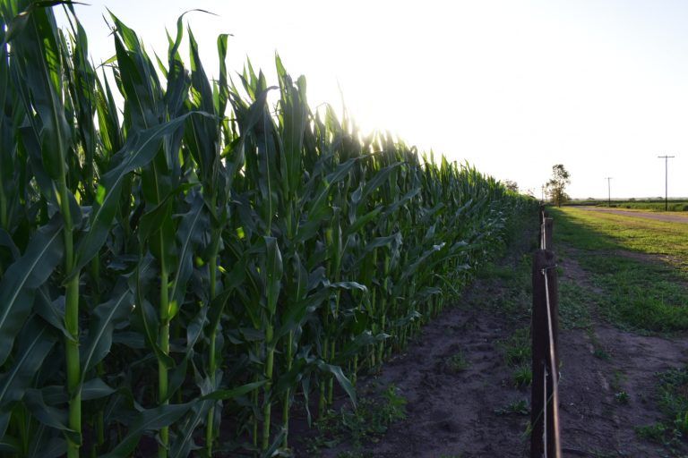 Ravit y Arysta, trabajo en red que eleva la vara de la agricultura