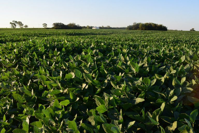 Ravit: Red Agropecuaria de Vigilancia Agronómica relevó estado de cultivos