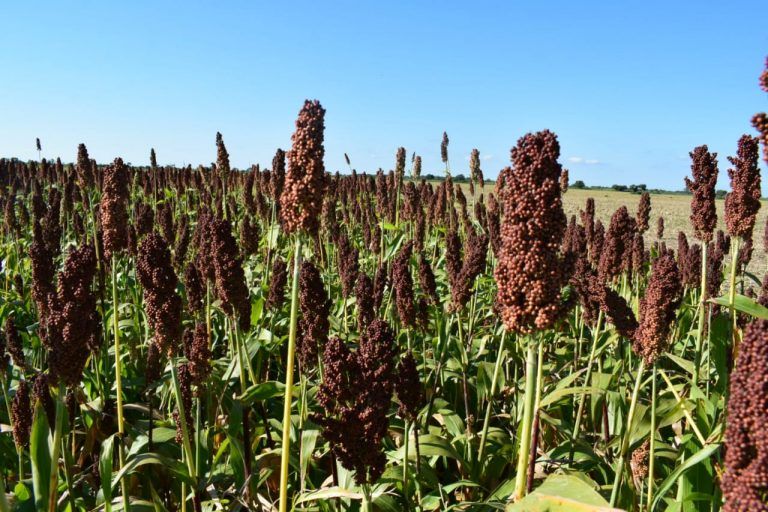 Sorgo: Prueba de materiales con buen resultado en zona de Barranca Yaco