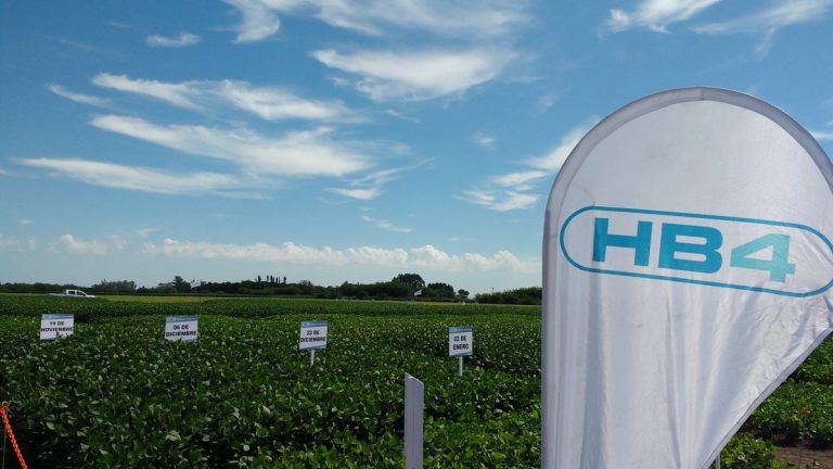 Bioceres Crop: crecieron 6 % sus ingresos en el final de 2019