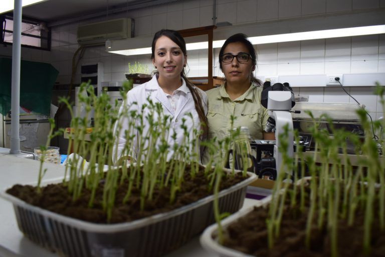 Garbanzo: Laboratorio de Rural de Jesús María advierte por uso de semillas