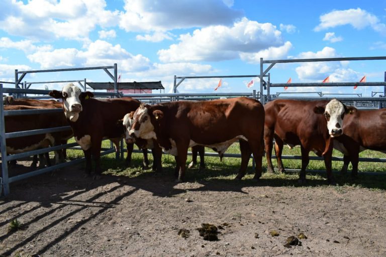 Brucelosis Bovina: Entró en vigencia el Plan Nacional de Control y Erradicación