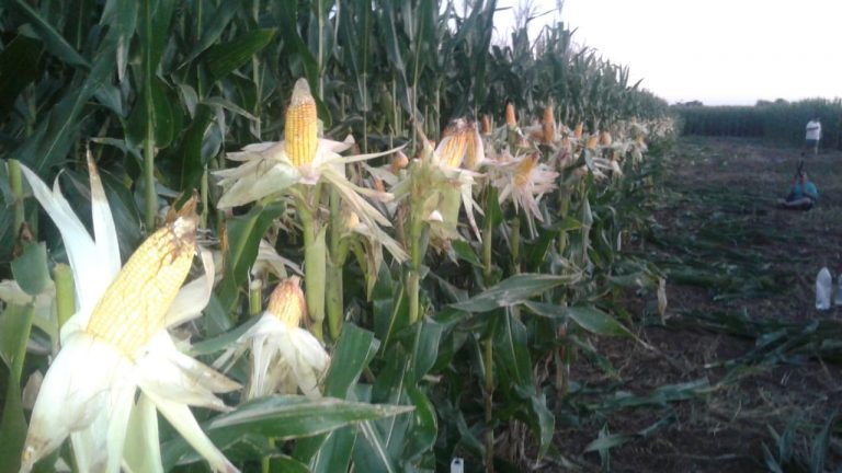 Maíz bajo la lupa en Cañada de Luque, con Coopaz e INTA Jesús María