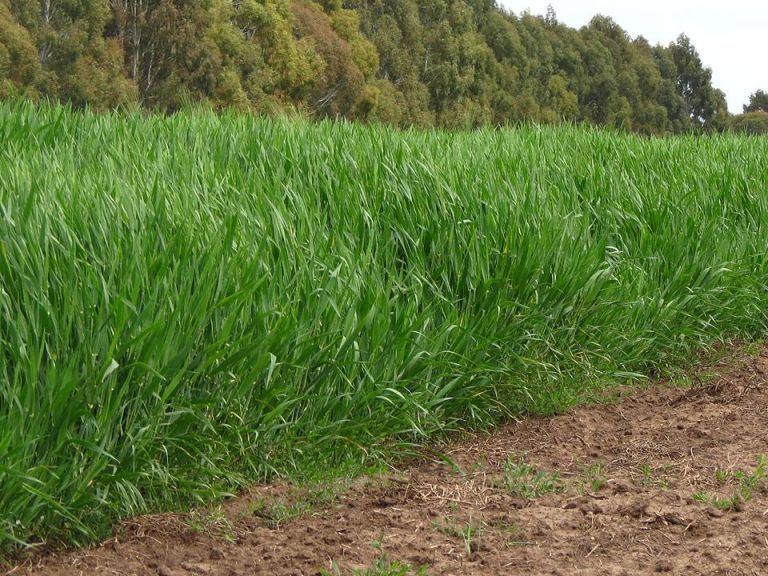 La demanda China impulsa la siembra de cebada en el país