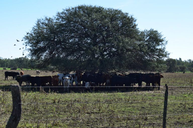 Stock Bovino se mantiene en equilibrio, aún con el incremento de la faena