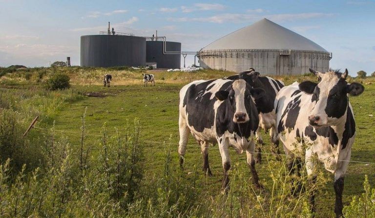 Del tambo a la hornalla: en Maine, EEUU quiere inyectar biogás en la red de gas natural