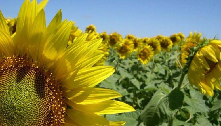 INTA Manfredi obtuvo híbrido de girasol con genes de resistencia a herbicidas