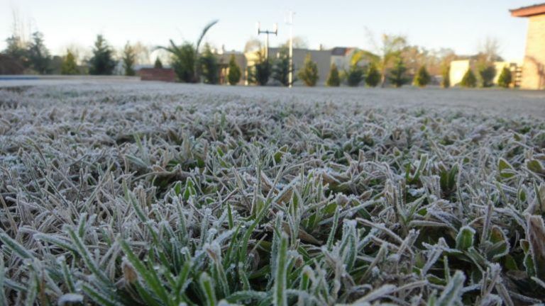 Pronosticador de heladas: el ingenio argentino a la conquista de los campos del mundo