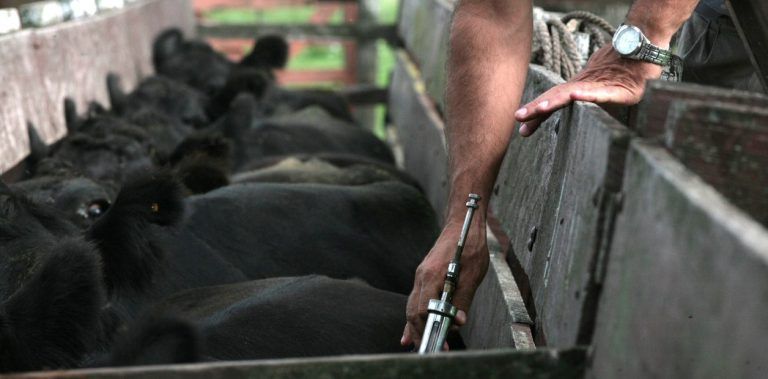 Senasa: acciones de control por rabia paresiante en Sierras de Córdoba