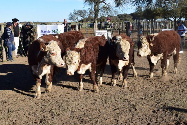 Suspenden 1er Jura Fenotípica del certamen Hereford