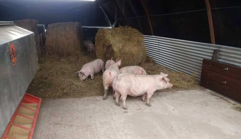 En Pleno funcionamiento el Módulo Porcino en el Campo Escuela de la FCA