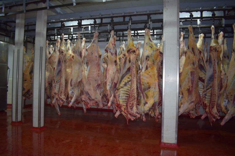 Informe AgroIdeas: Faena bien abastecida y precios firmes