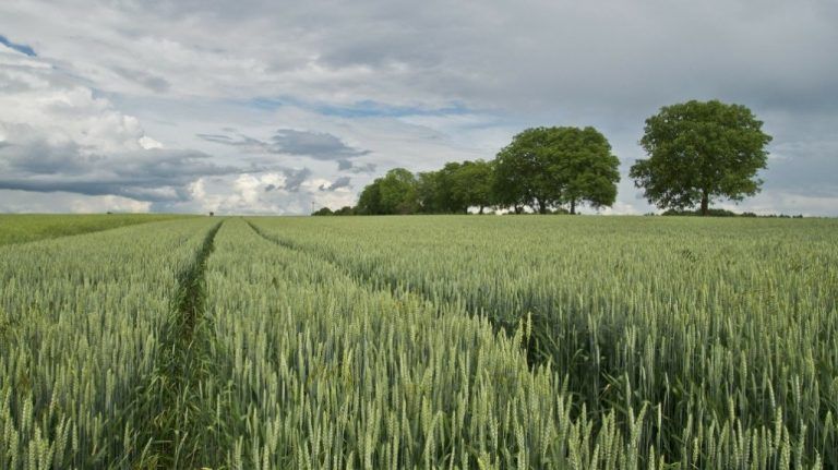 Inglaterra ya tiene su trigo tolerante a sequía