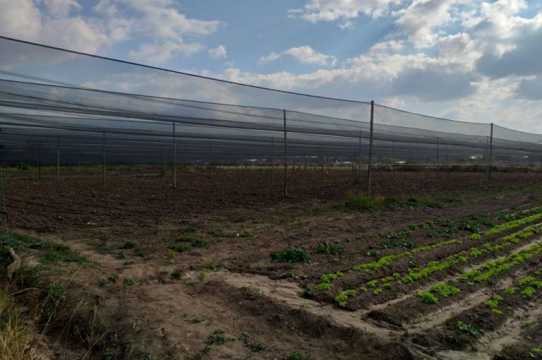 Agricultura: En Cruz del Eje entregaron $ 9 millones para mallas antigranizo.