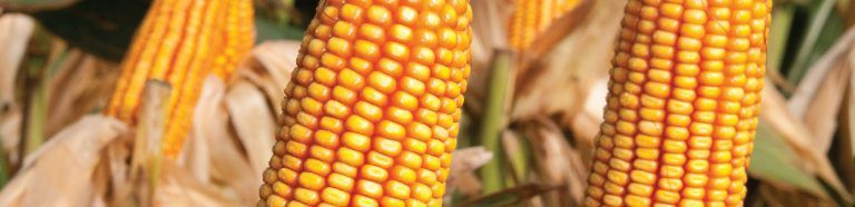 La Tijereta presentó su portfolio de productos renovados en Agroactiva.