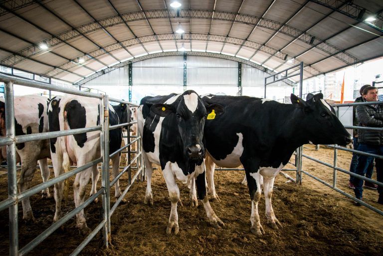Palermo: Semana de la carne con precios records en remates de vaquillonas.