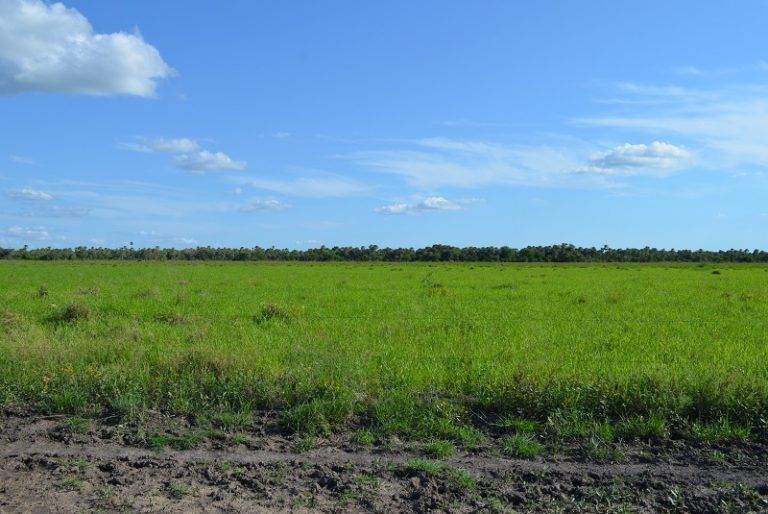 Cómo elegir la forrajera megatérmica ideal, según el ambiente