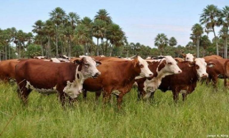 Seminario IPCVA: El desafío  de la carne vacuna en el mundo post COVID-19