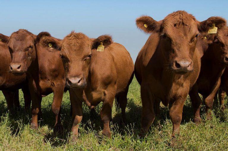 IPCVA: Jornada especial a Campo en Marcos Juárez, provincia de Córdoba.
