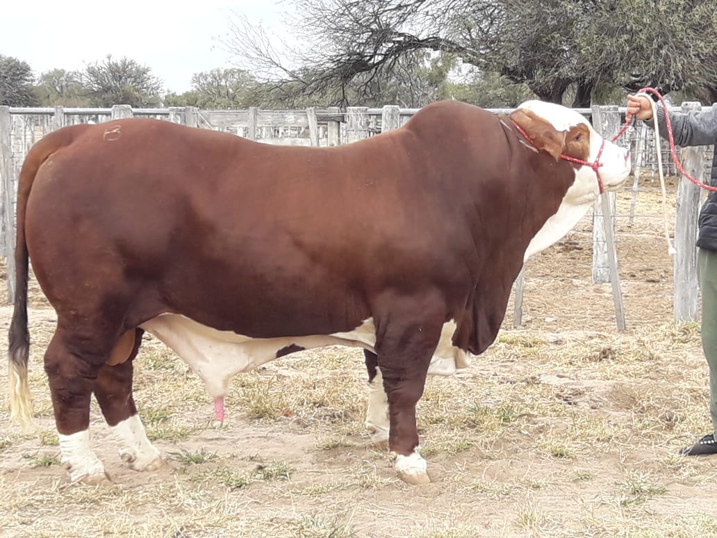 Este Domingo Gran Remate Anual Braford de Cabaña Los Socavones