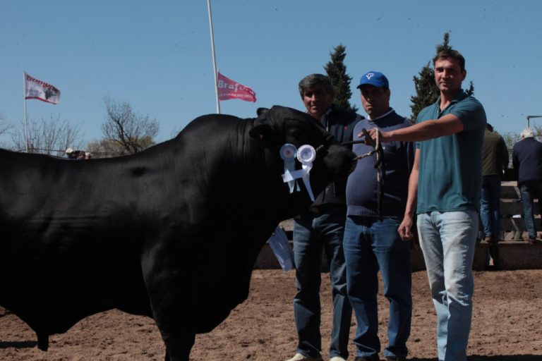 Expo recargada: En la Rural de Jesús María se consagraron los Campeones de razas Bovinas.