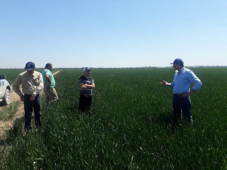 INTA Y Coopaz: Jornada de Monitoreo de enfermedades de Trigo en Cañada de Luque.