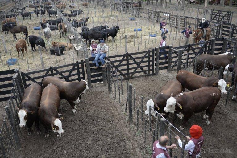 Con las ventas de los Grandes Campeones, cerró la 13° edición de EXPOBRA
