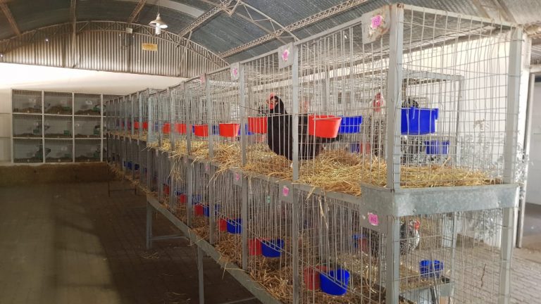 Rural de Río Cuarto: Con la actividad de Granja arranca la exposición.