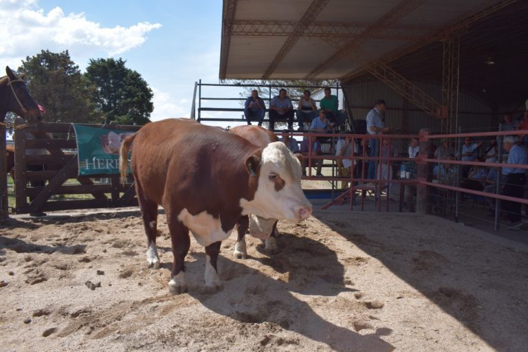 Con buenos Precios vendieron Toros consagrados en la Prueba  Pastoril Hereford de UCC