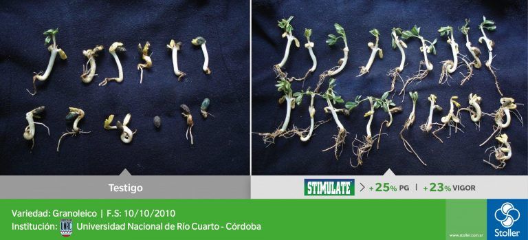 Stoller logra una mejor implantación, para un maní de calidad.