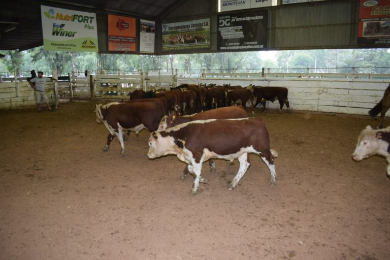 Subas en el Remate de Hacienda en Jesús María