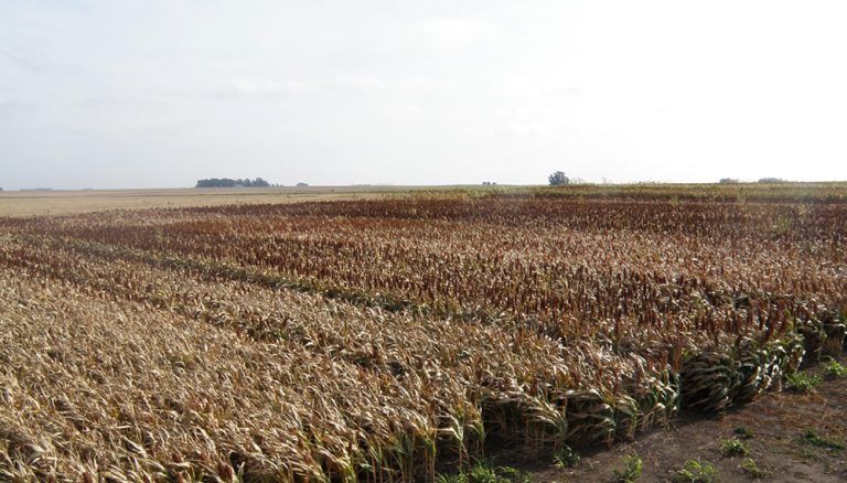 Las lluvias ayudaron y avanzó la siembra de sorgo y maíz en el centro y norte del área agrícola