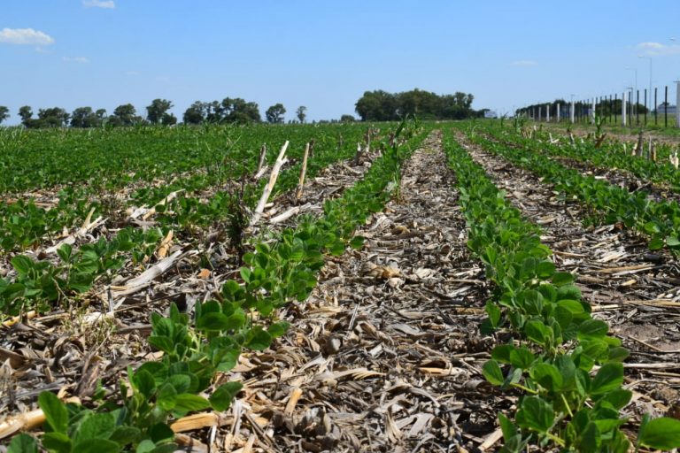 Compo Expert: Fertilización foliar para mejorar la producción de soja