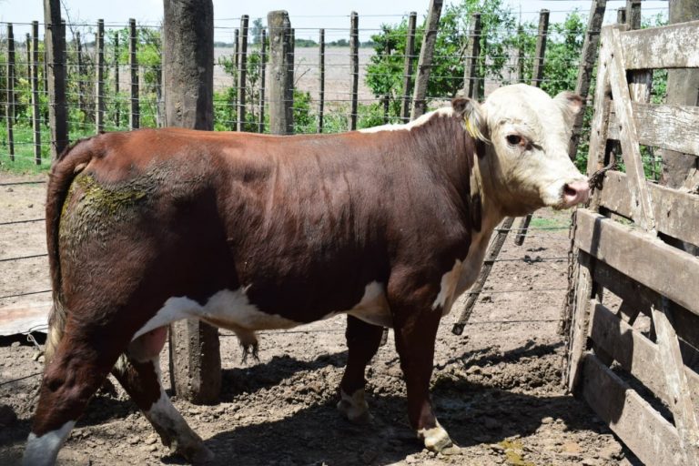 3er Prueba a Campo Hereford: Comenzó el ingreso de Toros a Establecimiento La Toma