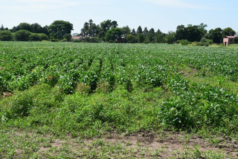 CIAPC invita a Jornadas de Agricultura Urbana y Periurbana