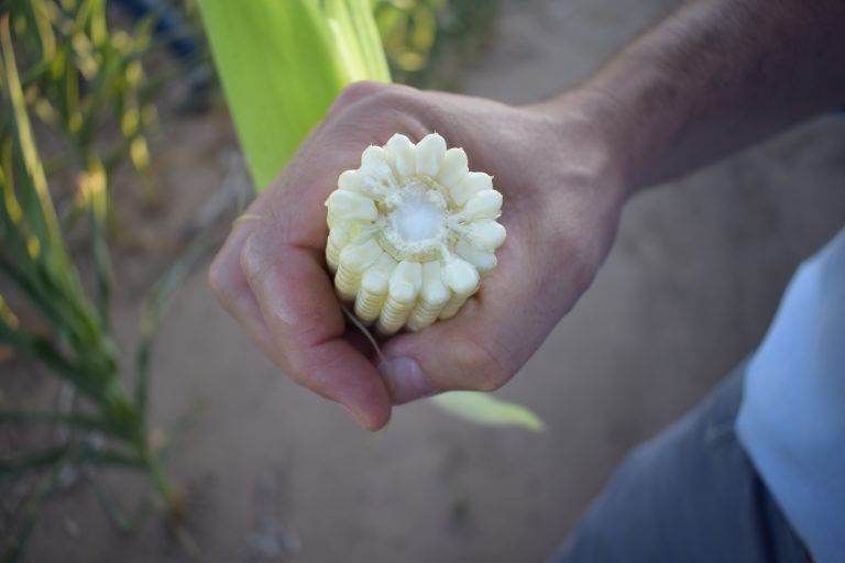 Factor político: se desplomó la confianza de los productores pese a que se esperan buenos rindes