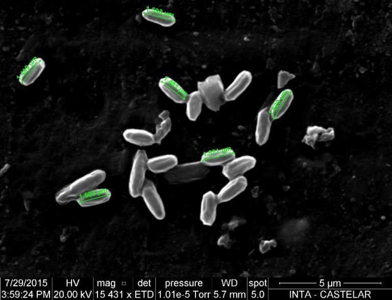 Descubren una especie de bacteria que degrada biomasa