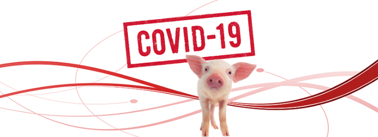 Coronavirus: Medidas para trabajar con seguridad en las granjas porcinas