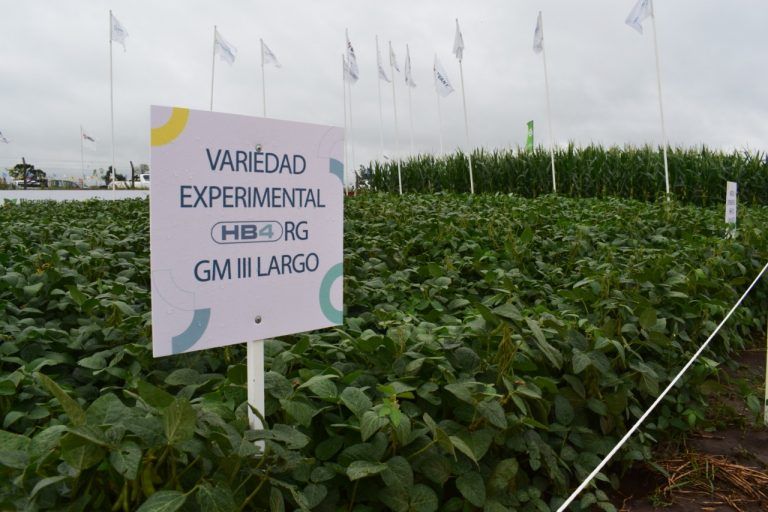 Bioceres se prepara para el lanzamiento comercial de HB4