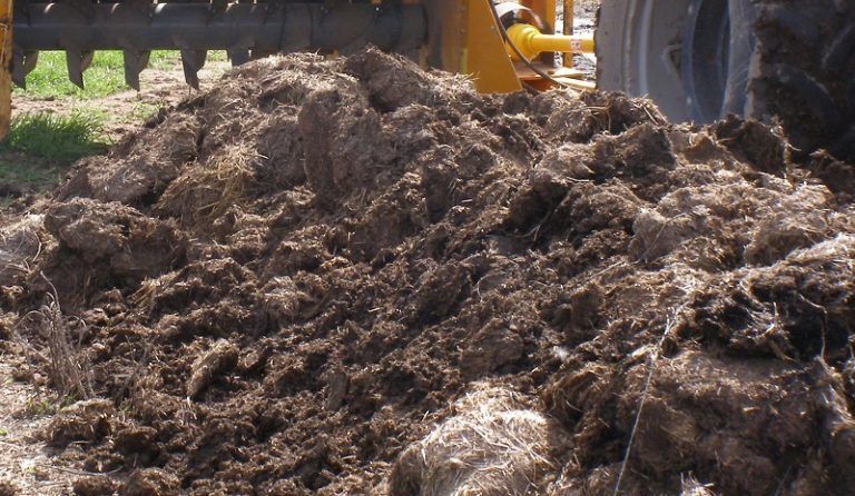 Cómo responde el maíz al compost de estiércol bovino y vinaza