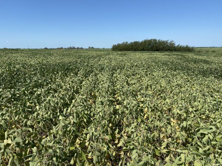 La soja argentina está en problemas por falta de agua y los derechos de exportación