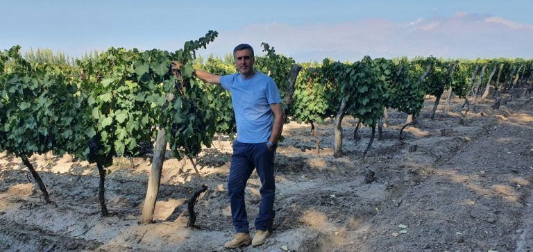 Uvas y frutales: fertilizar para no perder hasta el 50% de la cosecha