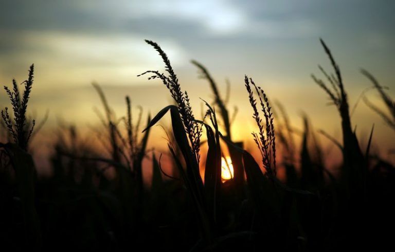 La relación insumo-producto es mejor para los cereales que para la soja, según informe de la BCCBA