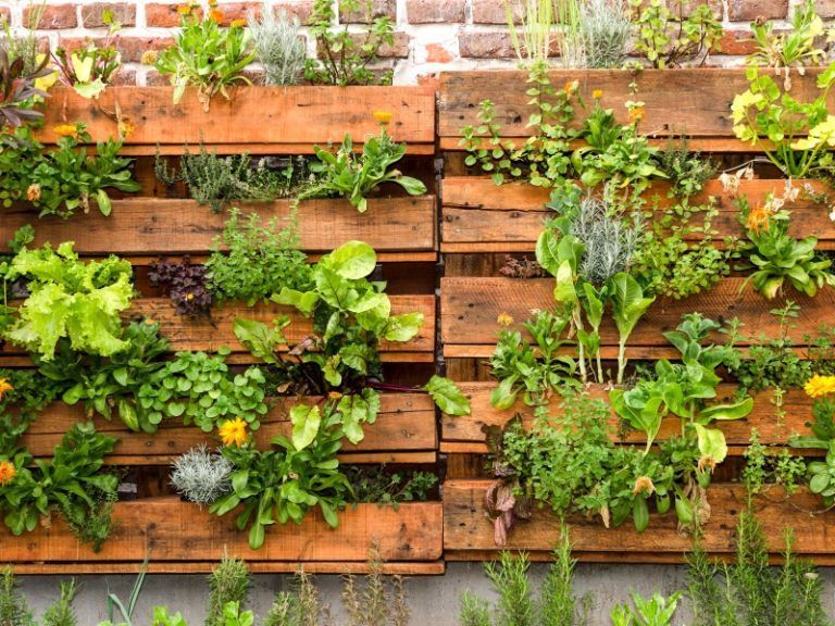 Nueve acciones para cuidar la huerta urbana