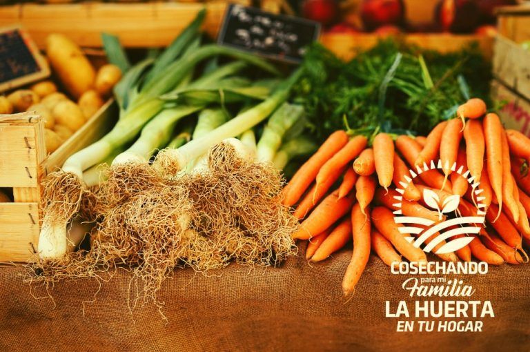 Agricultura lanza el Programa «La Huerta en tu Hogar»