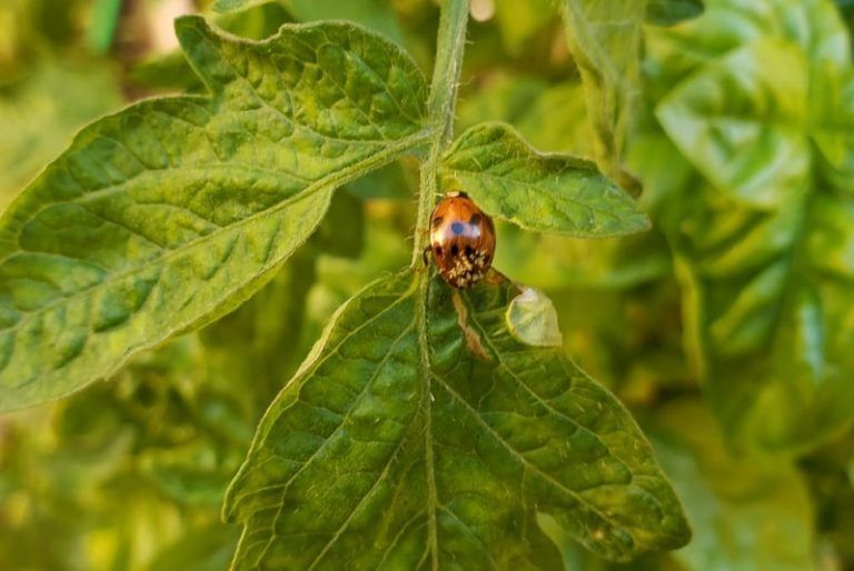 Insectos benéficos para el control biológico de plagas