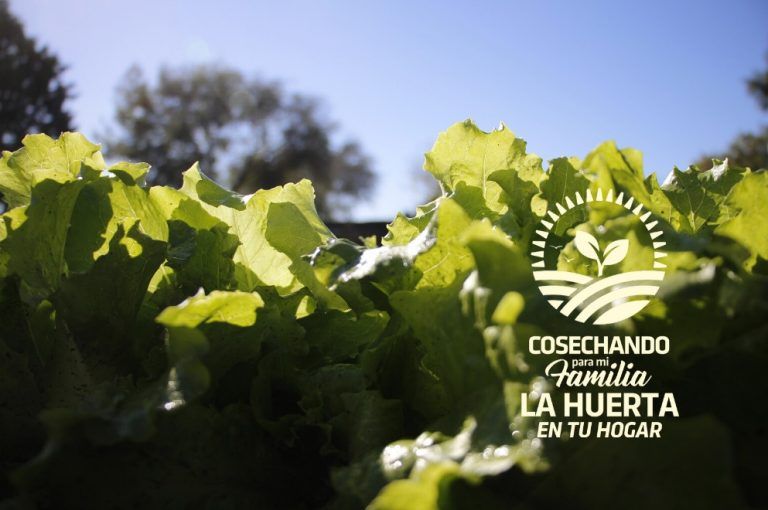 Huerta en tu Hogar: un calendario anual y tips para cada etapa