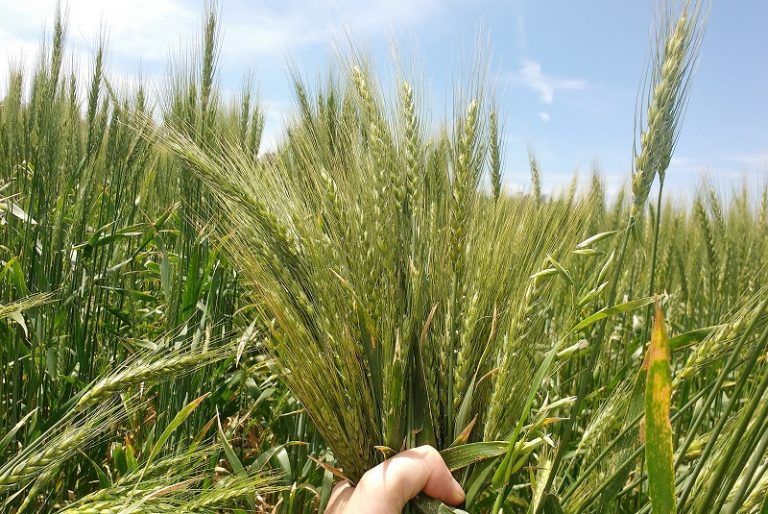 Confirman que el trigo es rentable en el modelo agroecológico