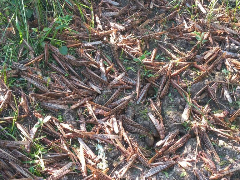 Tarea en campo permite reducir la langosta en Corrientes